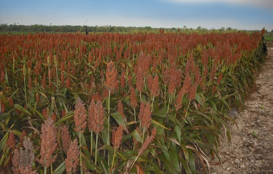 Sorgo1