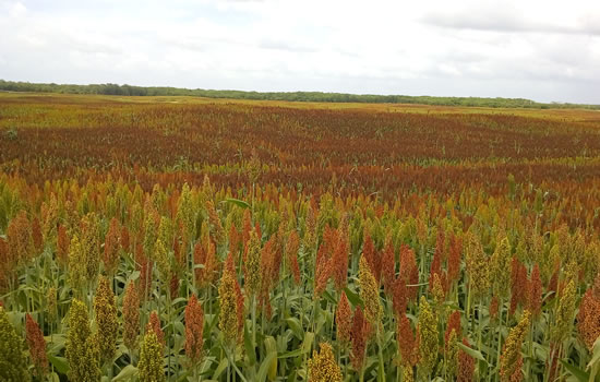 Sorgo2