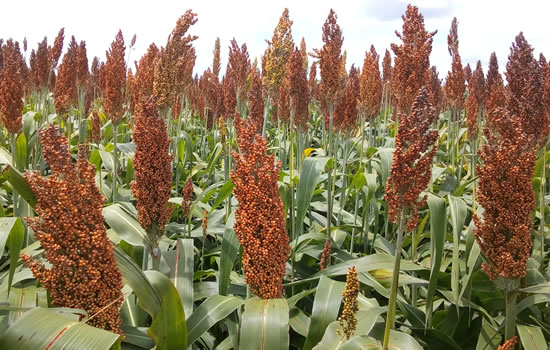 Sorgo6